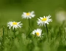 52